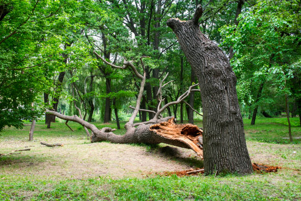 Best Lot and Land Clearing  in Kenly, NC